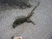 dead lizard